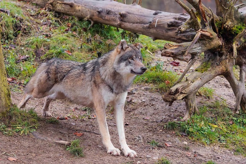 An adult male Eurasian grey wolf (Canis lupus lupus) stretches out in a meadow at the top of a hill, next to a rotting tree lying on the ground