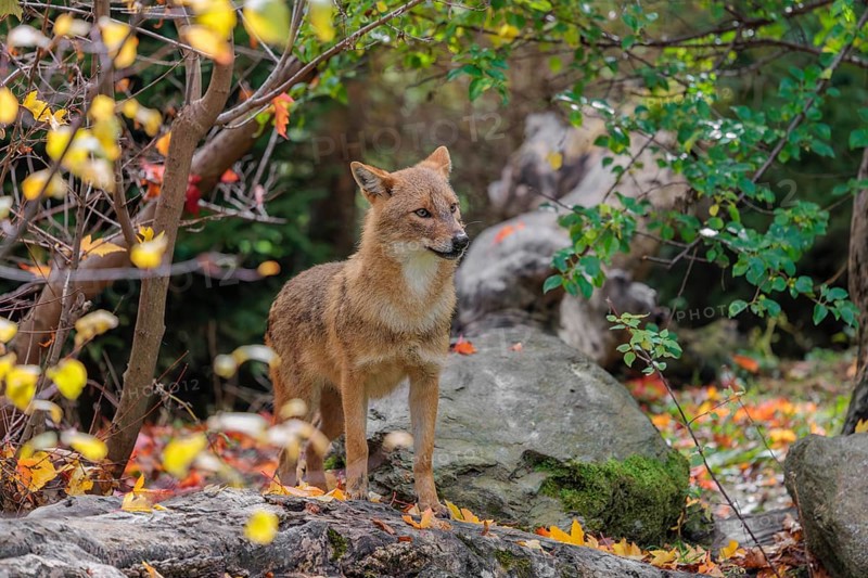 A golden jackal (Canis aureus) stands on a rotting tree lying on the ground between bushes and rocks at the edge of the forest