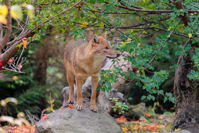 A golden jackal (Canis aureus) stands on a rock between bushes at the edge of the forest