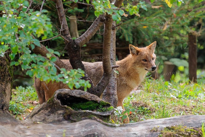 A golden jackal (Canis aureus) stands behind a rotting tree lying on the ground between bushes and rocks at the edge of the forest
