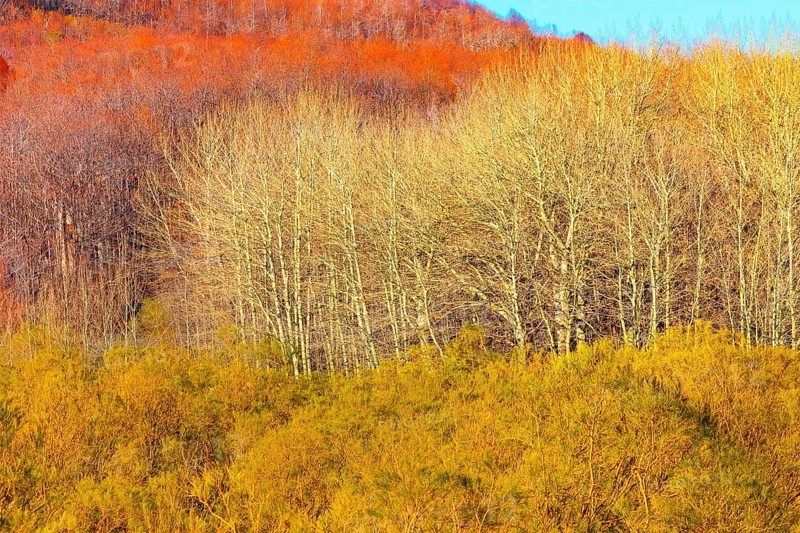 Etna National Park forest, Etna, Sicily, Italy, Europe