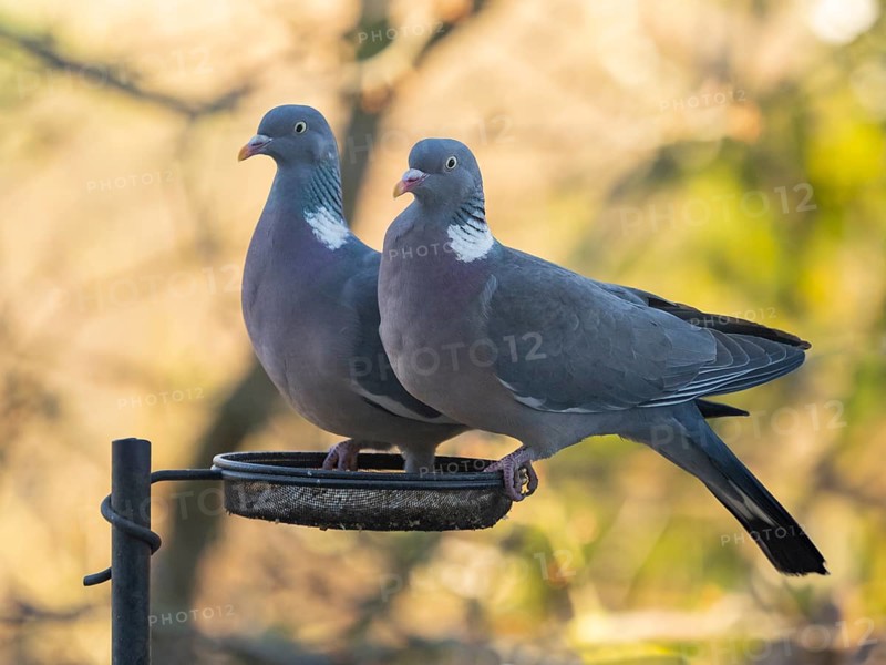 Wood Pigeons (Columba palumbus), pair standing in bird feeding station, in garden, Hesse, Germany, Europe