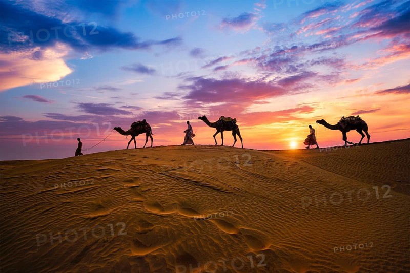 Indian cameleers camel drivers bedouin with camel silhouettes in sand dunes of Thar desert on sunset. Caravan in Rajasthan travel tourism background safari adventure. Jaisalmer, Rajasthan, India, Asia