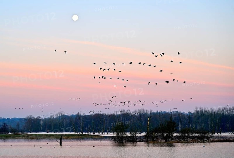 White-fronted goose (Anser albifrons), a flock of wild geese flies in the dawn in front of the full moon, Lower Rhine, North Rhine-Westphalia, Germany, Europe