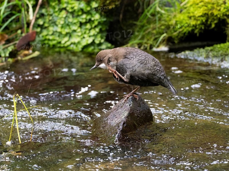 Common Dipper (Cinclus cinclus), adult bird perched on a stone in a hill stream, scratching its head with its foot, Hesse, Germany, Europe