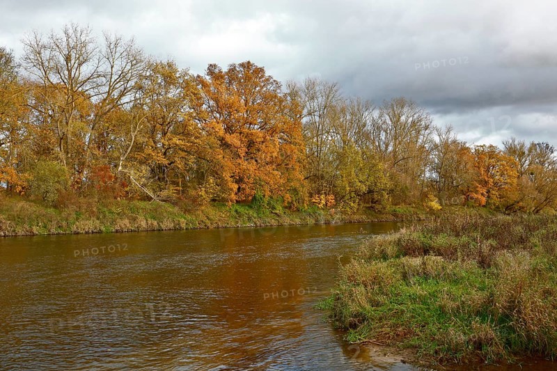 Autumn foliage colouring on the banks of the Mulde river near Dessau, Autumn atmosphere in the biosphere reserve, Middle Elbe Biosphere Reserve, Dessau-Roßlau, Saxony-Anhalt, Germany, Europe