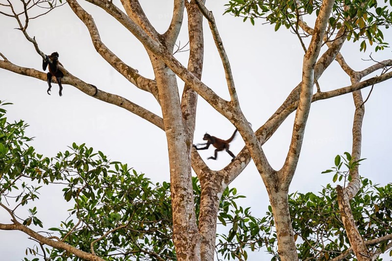Geoffroy's spider monkey (Ateles geoffroyi), two monkeys in a tree, Sirena, Corcovado National Park, Osa, Puntarena Province, Costa Rica, Central America