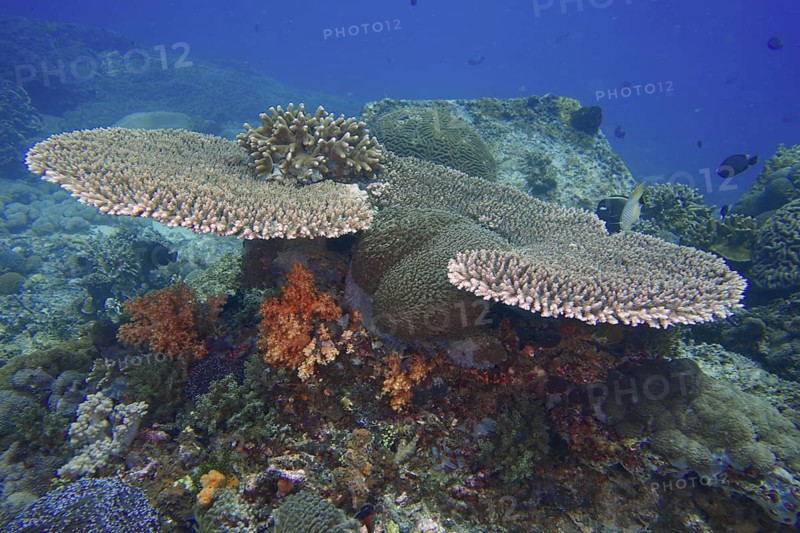 Hyacinth Table Coral (Acropora hyacinthus) with colourful soft corals, dive site SD, Nusa Ceningan, Nusa Penida, Bali, Indonesia, Asia