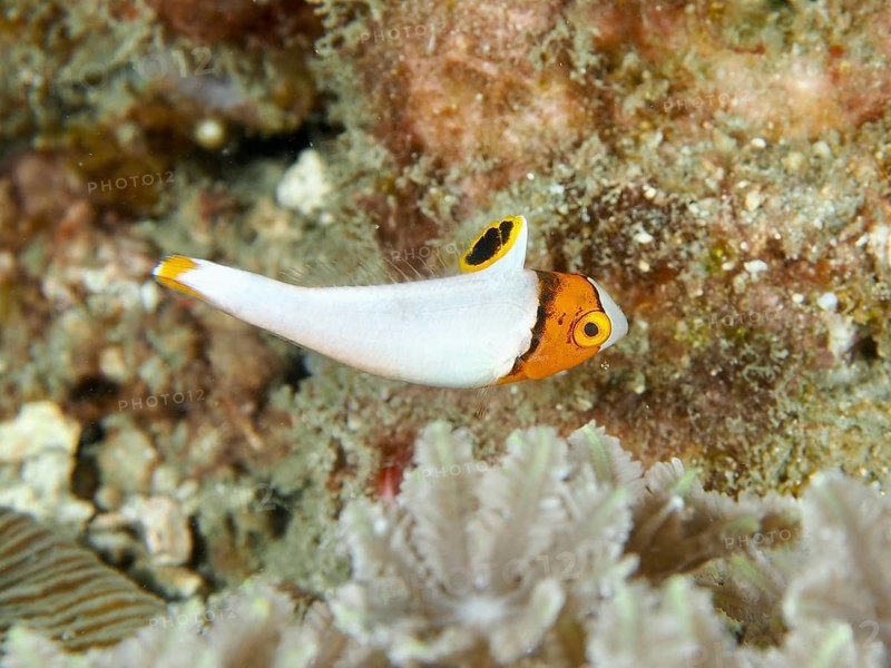 A colourful fish with striking patterns, spotted parrotfish (Cetoscarus ocellatus) juvenile, hovering over corals, dive site Spice Reef, Penyapangan, Bali, Indonesia, Asia