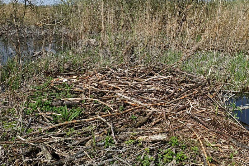 Collapsed castle of a beaver (Castor fibre), Flusslandschaft Peenetal nature park Park, Mecklenburg-Western Pomerania, Germany, Europe