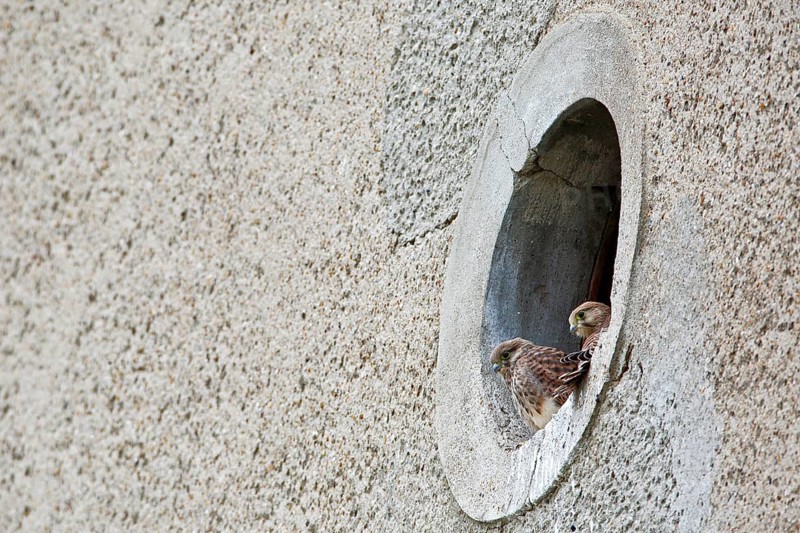 Kestrel (Falco tinnunculus) at the breeding site, Common Kestrel at the entrance hole of a house wall, Dessau-Roßlau, Saxony-Anhalt, Germany, Europe
