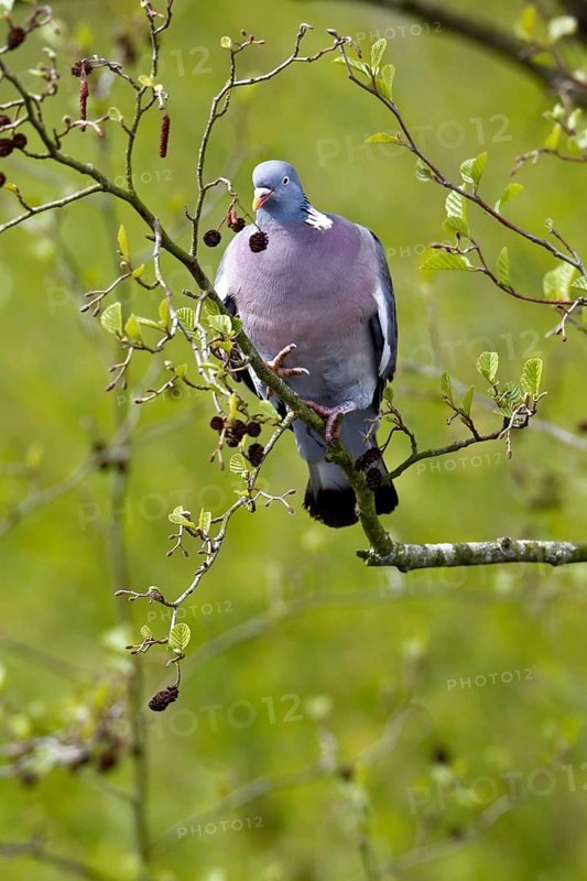 Woodpigeon (Columba palumbus) collecting nesting material in a tree, Flusslandschaft Peenetal nature park Park, Mecklenburg-Western Pomerania, Germany, Europe