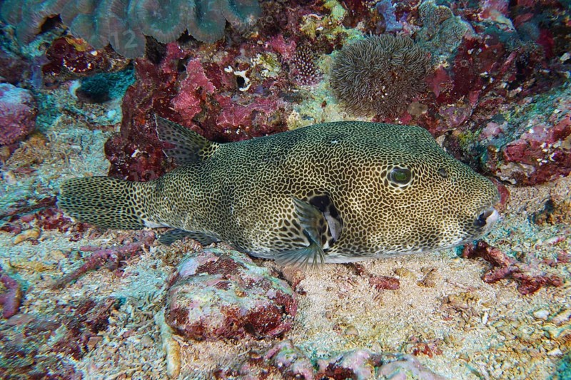 Giant pufferfish (Arothron stellatus) with distinctive pattern resting on the sandy bottom, dive site Toyapakeh, Nusa Ceningan, Nusa Penida, Bali, Indonesia, Asia