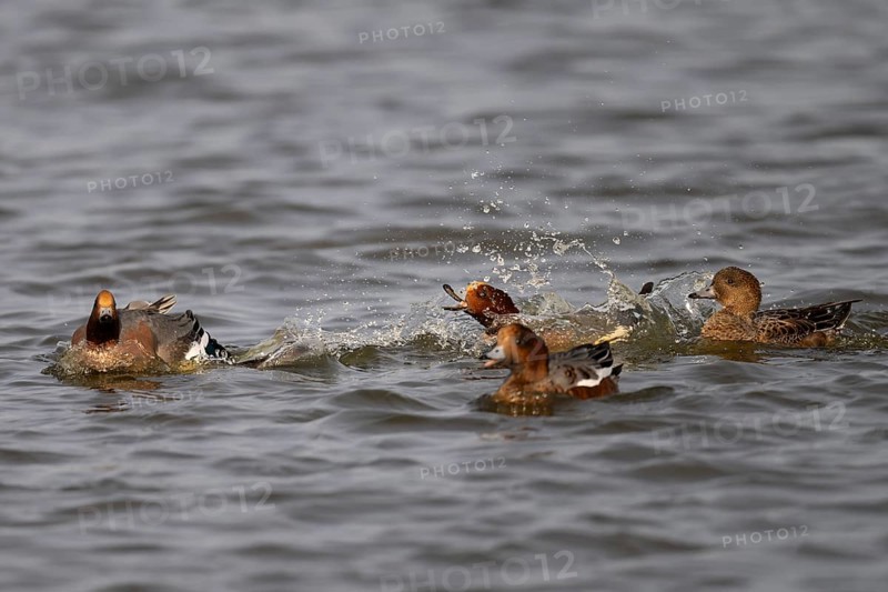 European wigeon (Mareca penelope), Texel, Netherlands