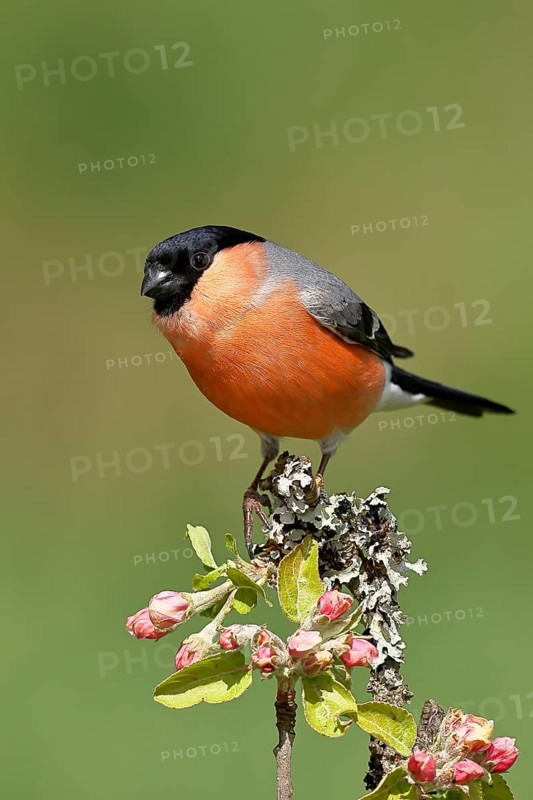 Bullfinch (Pyrrhula pyrrhula) male sitting on a branch with apple blossoms (Malus domestica), Wilnsdorf, North Rhine-Westphalia, Germany, Europe