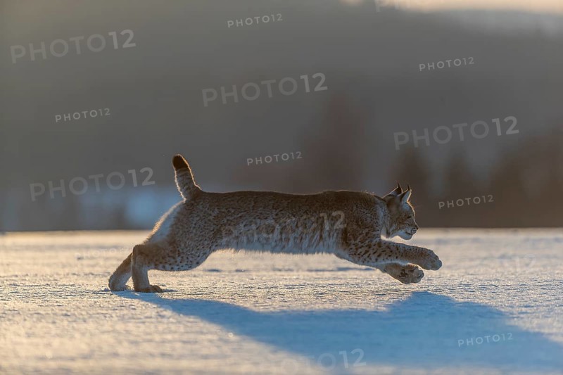 One young male Eurasian lynx, (Lynx lynx), running over a snow covered meadow in backlight condition with a forest in the background in early morning light