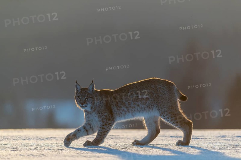 One young male Eurasian lynx, (Lynx lynx), walking over a snow covered meadow in backlight condition with a forest in the background in early morning light