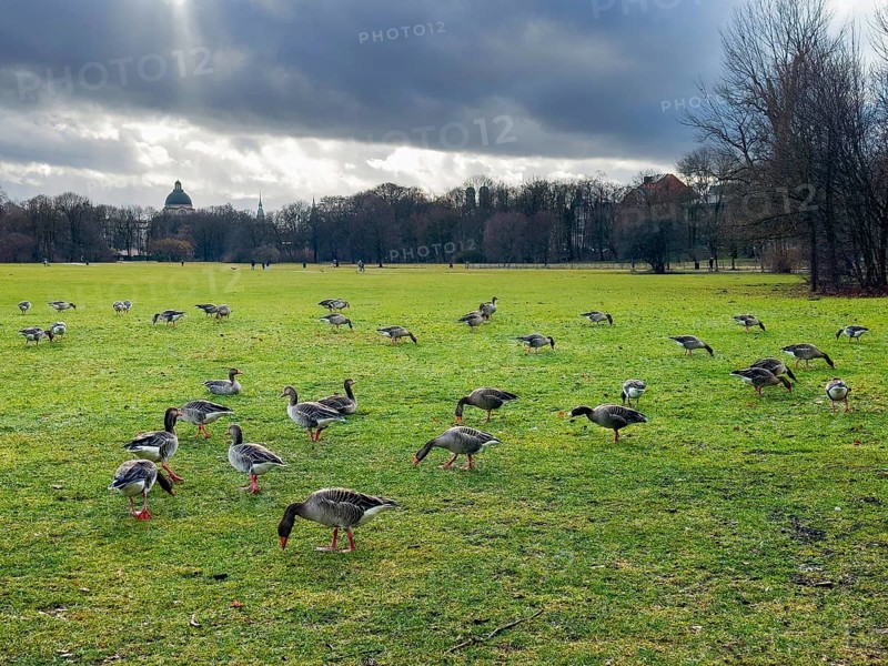 Greylag geese (Anser anser) in the English Garden, Munich, Bavaria, Germany, Europe