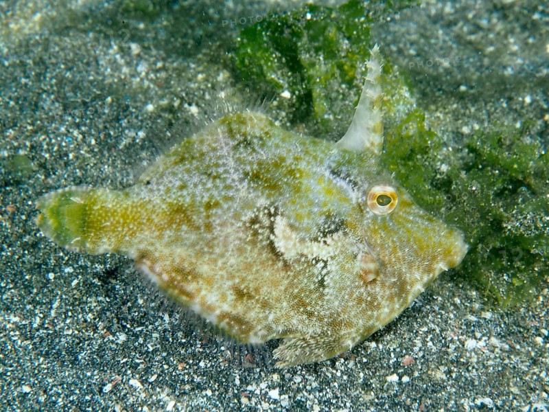Seagrass filefish (Acreichthys tomentosus) on sandy seabed next to green algae, dive site Secret Bay, Gilimanuk, Bali, Indonesia, Asia