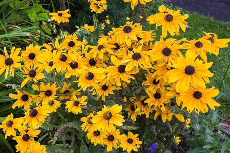 High angle view of Rudbeckia hirta 'Irish Spring', Coneflowers with insect damage in summer, Quebec, Canada, North America