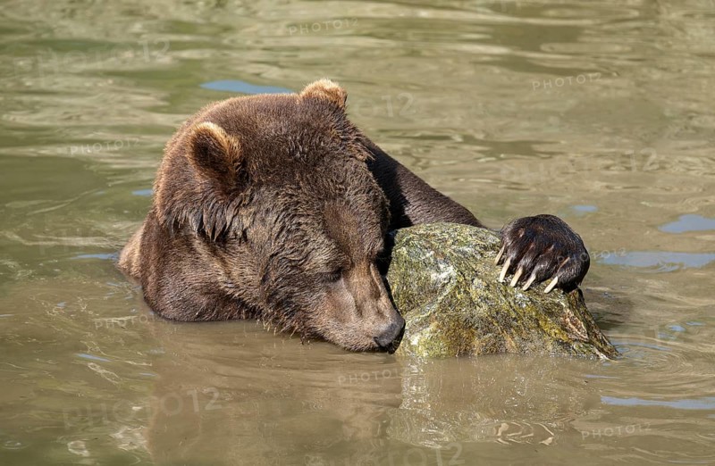 Brown bear (Ursus arctos) sitting in the water and playing with a large stone, Germany, Europe