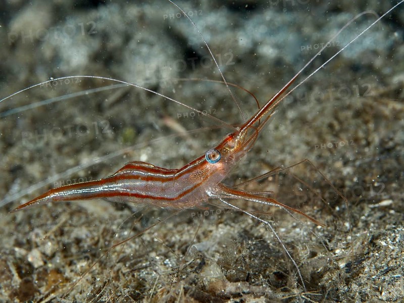 A reddish-brown shrimp with long antennae, unicorn shrimp (Plesionika narval), on a sandy seabed in the Mediterranean near Hyères. Dive site Les Grottes, Giens peninsula, Provence Alpes Côte d'Azur, France, Europe