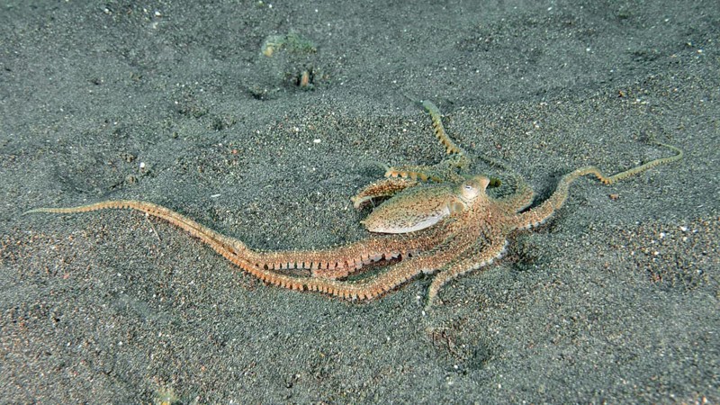 Marbled octopus (Amphioctopus aegina) on the sandy seabed with outstretched tentacles, dive site Puri Jati, Umeanyar, Bali, Indonesia, Asia
