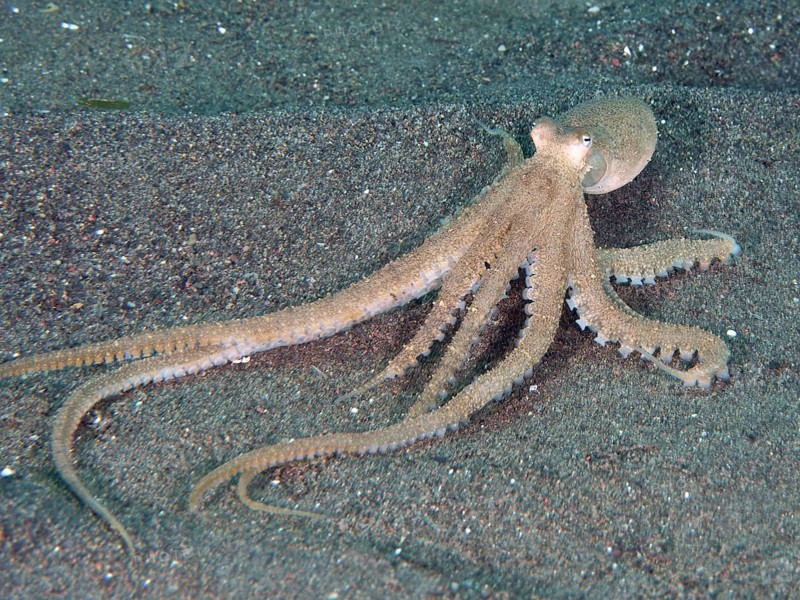Marbled octopus (Amphioctopus aegina) with outstretched tentacles on the sandy seabed, dive site Puri Jati, Umeanyar, Bali, Indonesia, Asia