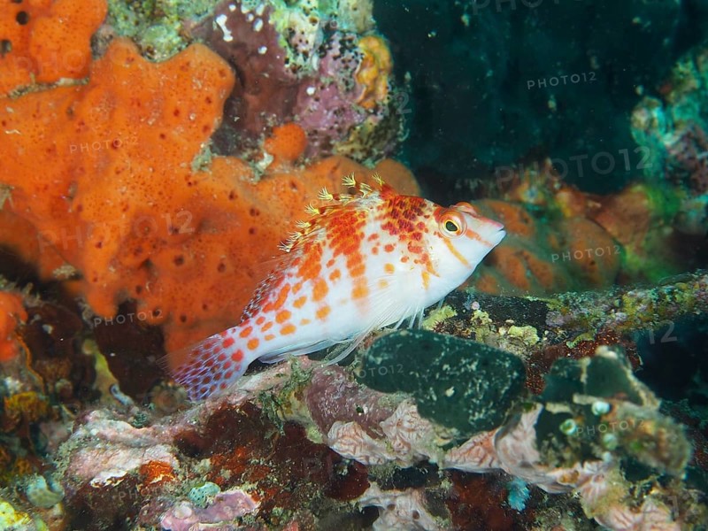Dwarf Hawkfish (Cirrhitichthys falco) in a coral reef with bright colours, dive site Pidada, Penyapangan, Bali, Indonesia, Asia