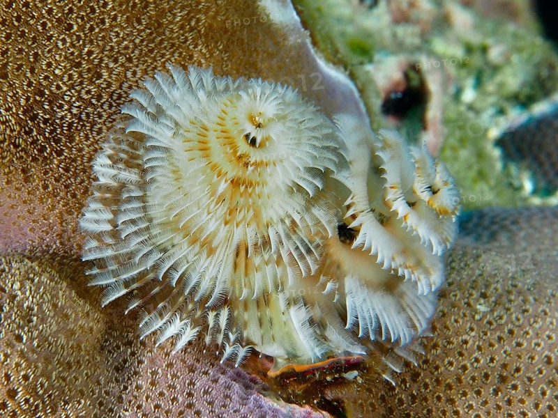 White, spiral-shaped worms, Indo-Pacific Christmas tree worm (Spirobranchus corniculatus), on a brown coral under water, dive site Pidada, Penyapangan, Bali, Indonesia, Asia