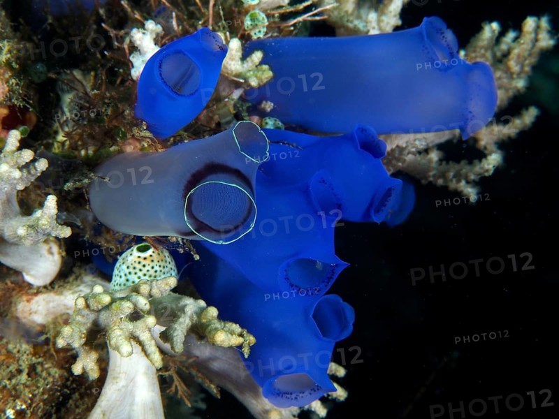 Close-up of Blue Sea Squirt (Clavelina coerulea) and corals in the sea, dive site Prapat, Penyapangan, Bali, Indonesia, Asia