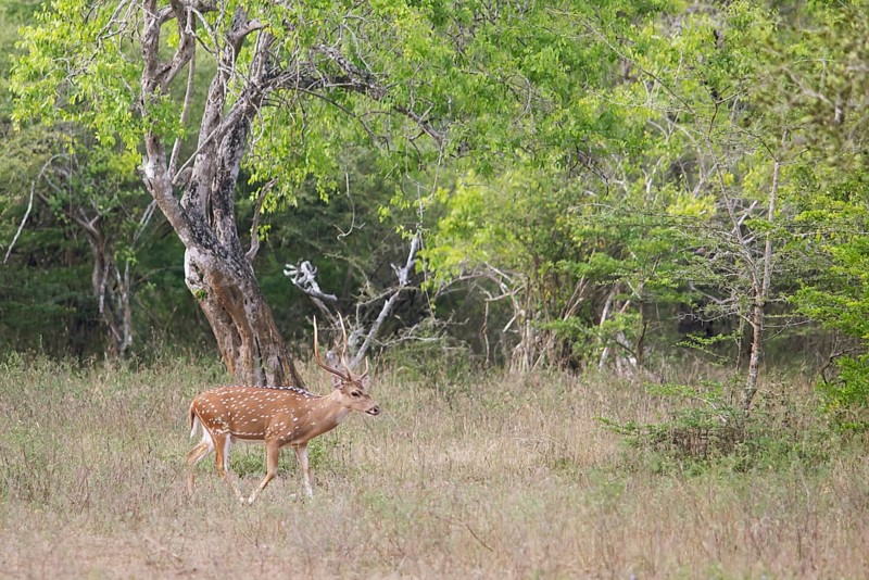 Axis deer (Axis axis) in Yala Natioal Park, Southern Province, Sri Lanka, Asia