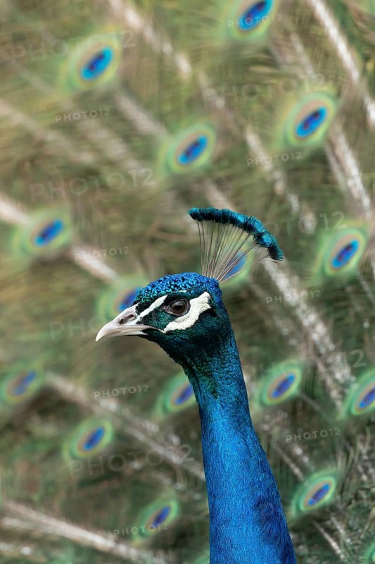 Indian peafowl or Peacock (Pavo cristatus) adult male bird displaying showing its tail feathers, England, United Kingdom, Europe