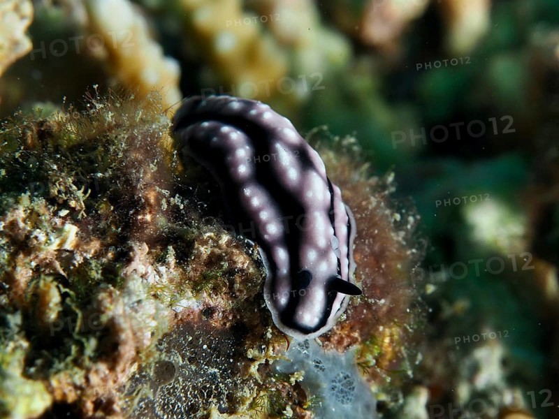 Pustular warty snail (Phyllidiella pustulosa), warty snail, with white stripes on corals, dive site Prapat, Penyapangan, Bali, Indonesia, Asia