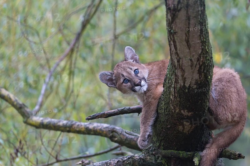 One cougar kitten, Puma concolor, resting in a tree with some green vegetation in the background