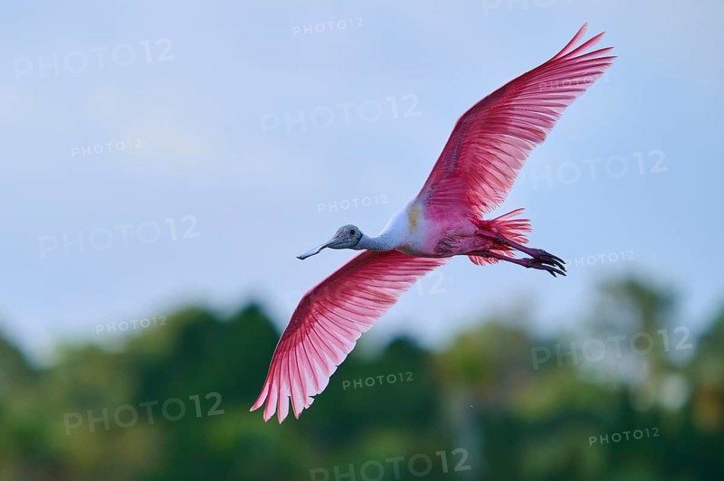 Roseate spoonbill (Ajaja ajaja), flying over a wooded area under a blue sky, Black Point Wildlife Drive, Titusville, Florida, USA, North America