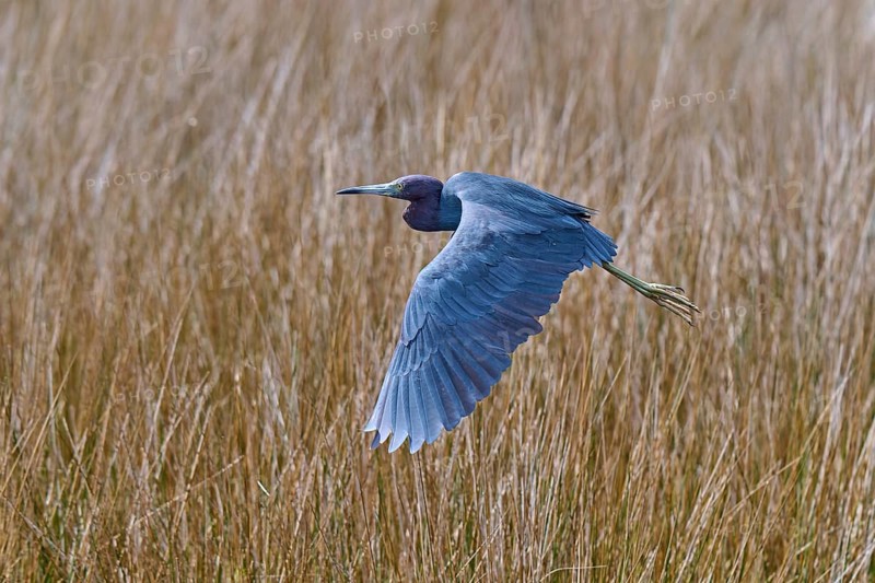 Great Blue Heron (Egretta caerulea), flying over marsh grass, Black Point Wildlife Drive, Titusville, Florida, USA, North America