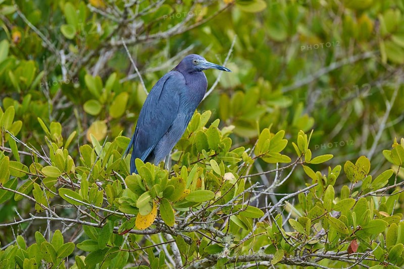 Great Blue Heron (Egretta caerulea), Black Point Wildlife Drive, Titusville, Florida, USA, North America