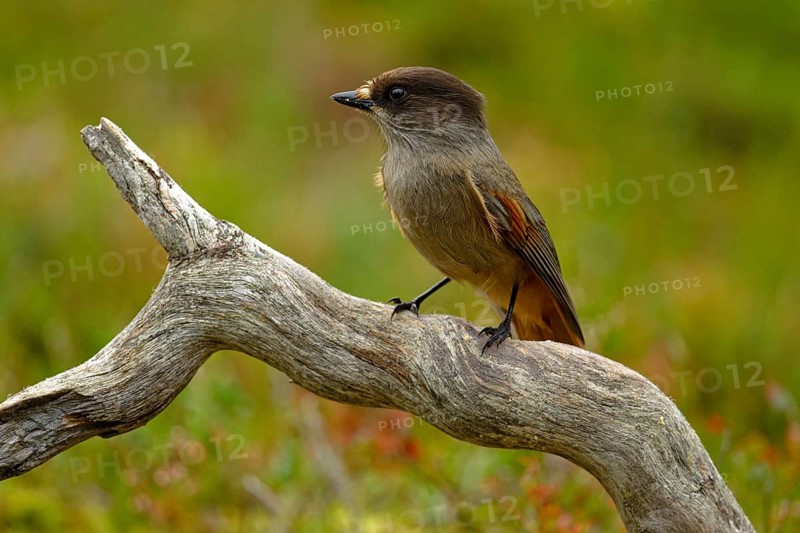 Bad-luck jay (Perisoreus infaustus), on a tree trunk, looking to the side, front view, autumn mood, Northern Finland, Finland, Europe