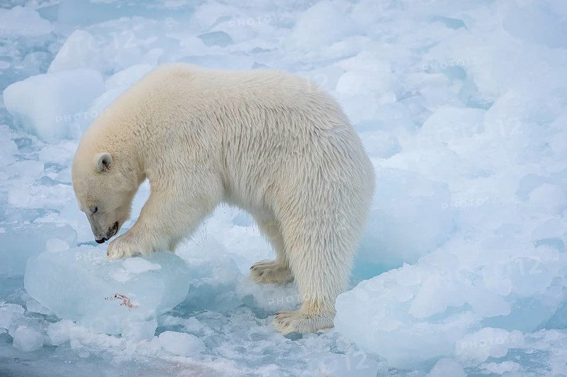 Polar bear (Ursus maritimus) on the pack ice at 82 degrees north, Spitsbergen Island, Svalbard and Jan Mayen archipelago, Norway, Europe
