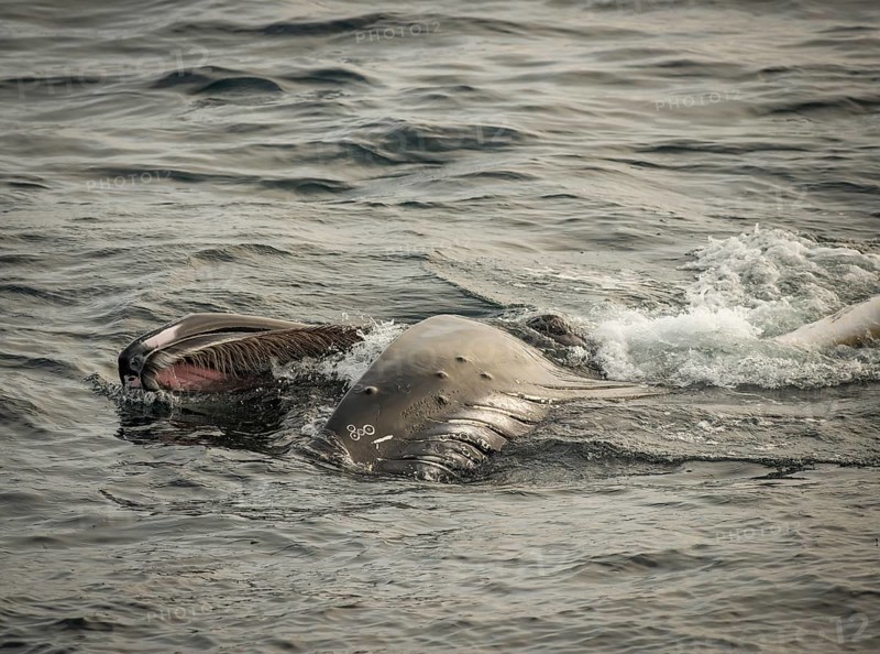 Humpback whale (Megaptera novaeangliae) feeding at the sea surface, Barents Sea, Northeast Iceland, Svalbard and Jan Mayen archipelago, Norway, Europe