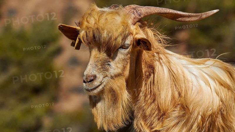 Portrait of a long-haired goat with horns in a natural environment, goat (s), free-range, central north of the island, mountains, Karpathos, Dodecanese, Greek Islands, Greece, Europe