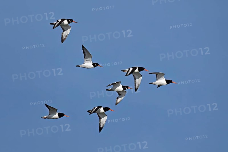 A flock of oystercatchers (Haematopus ostralegus), in flight, Texel, West Frisian Islands, province of North Holland, Netherlands