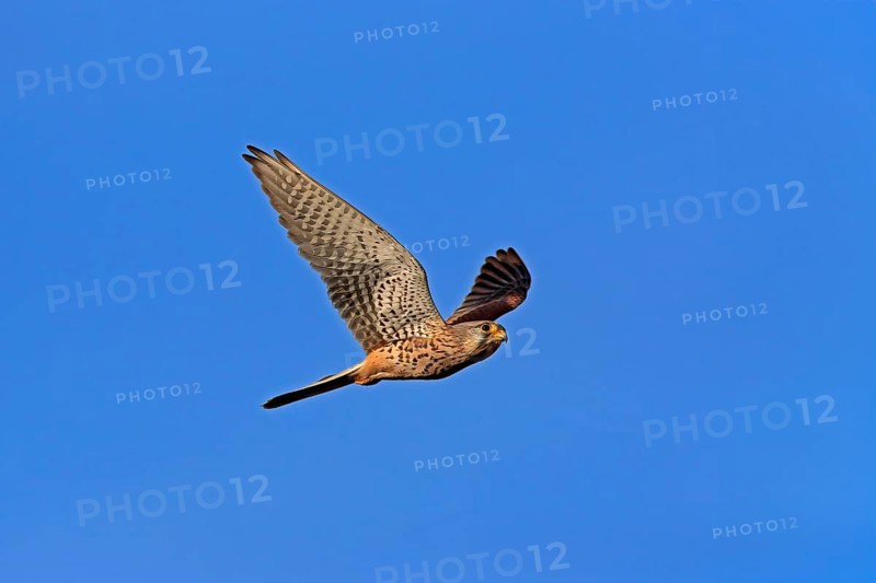 Kestrel (Falco tinnunculus), adult, female, flying, Ellerstadt, Rhineland-Palatinate, Germany, Europe