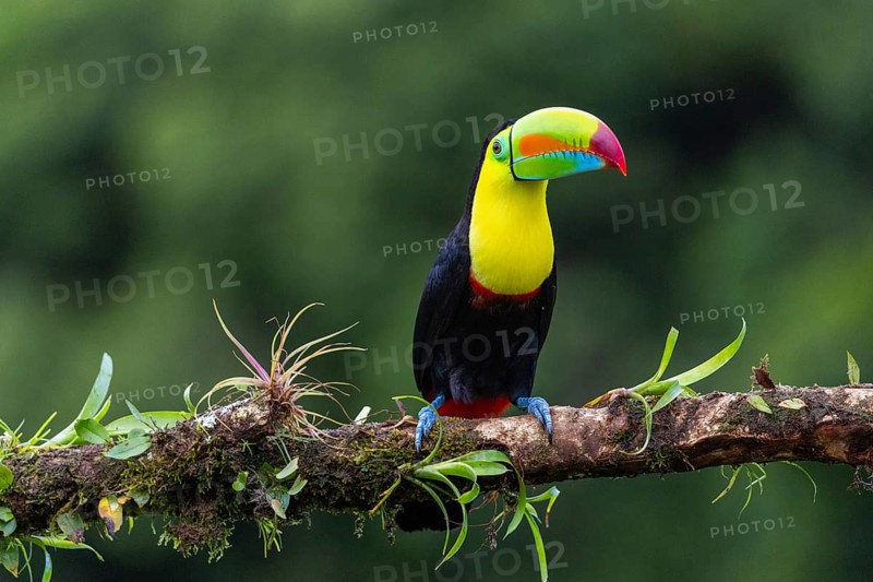 Fishing Toucan (Ramphastos sulfurantus), Toucans (Ramphastidae), Laguna del Lagarto Lodge, Alajuela, Costa Rica, Central America