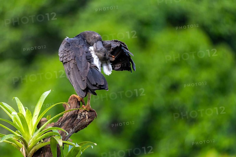 King vulture (Sarcoramphus papa), hen, vulture birds (Aegypiinae), Laguna del Lagarto Lodge, Alajuela, Costa Rica, Central America