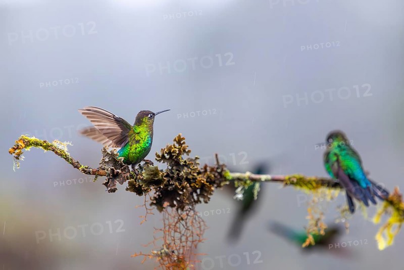 Fire-throated Hummingbird (Panterpe insignis), Hummingbird (Trochilidae), Swiftbirds (Apodiformes), San Jose Province, Central Mountain Range, Costa Rica, Central America