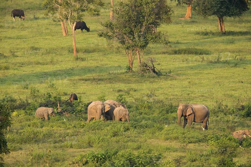 Indian elephants (Elephas maximus indicus) and gaur (Bos gaurus), Khiri Khan, Hua Hin, Kui Buri National Park, Thailand, Asia