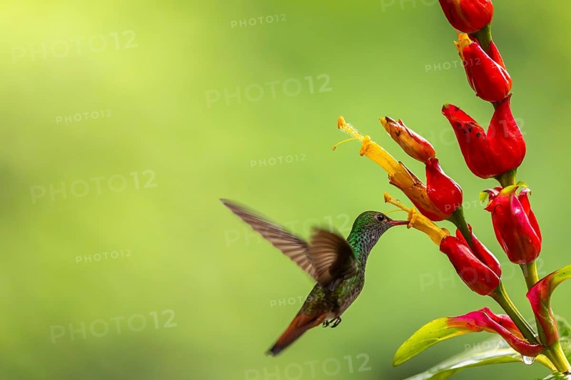 Brown-tailed Amazon (Amazilia tzacatl), Hummingbird (Trochilidae), Swiftbirds (Apodiformes), Laguna del Lagarto Lodge, Alajuela, Costa Rica, Central America