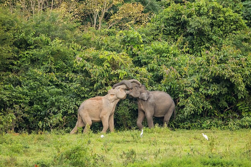 Indian elephants (Elephas maximus indicus), Khiri Khan, Hua Hin, Kui Buri National Park, Thailand, Asia